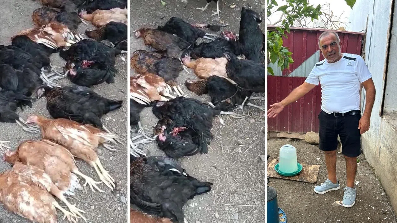 Sokak Köpekleri Kümesi Bastı: 70 Tavuk Telef Oldu