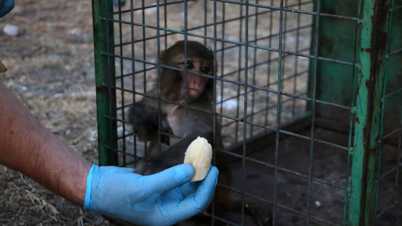 Sahibi Tarafından Tokatlanan  Maymun Koruma Altına Alındı