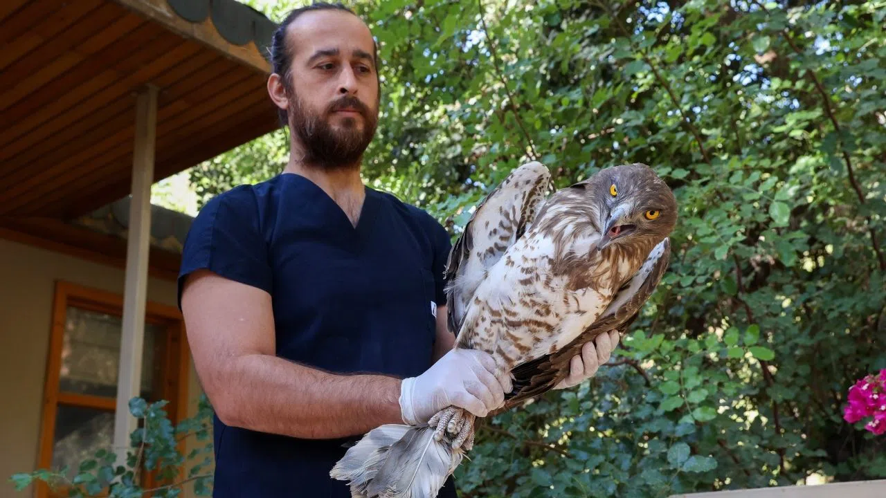 Soyu Tükenme Tehlikesi Altındaki Yılan Kartalı Sağlığına Kavuştu