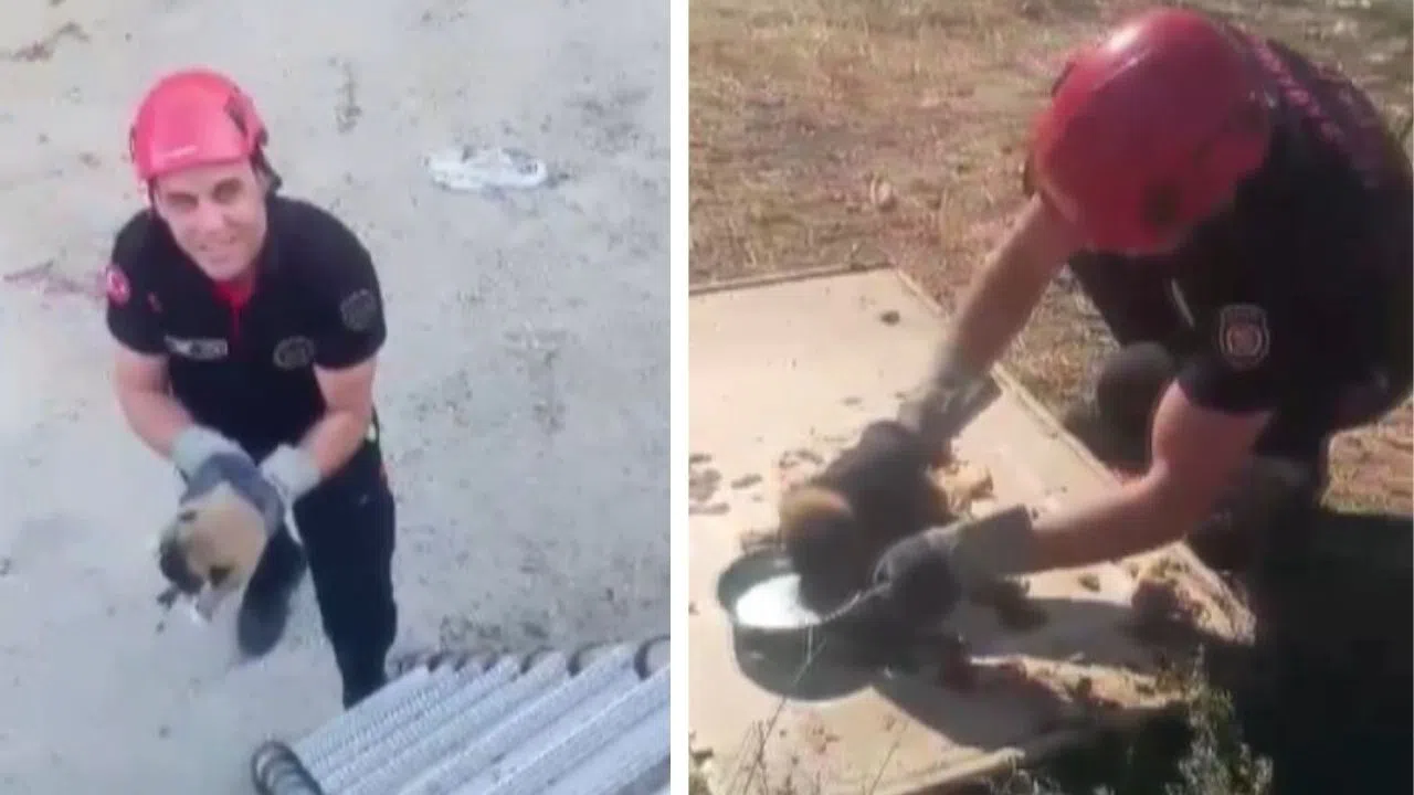 Sulama Kanalına Düşen Yavru Köpek Kurtarıldı