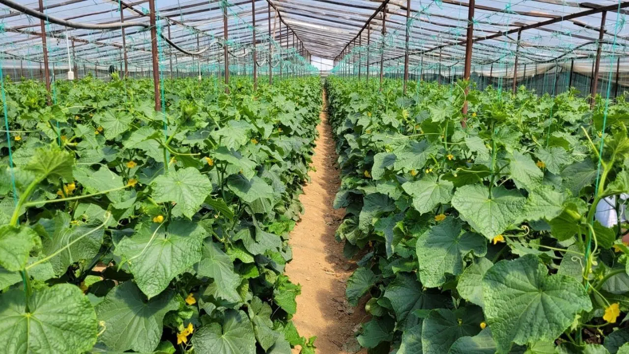 “Türkoğlu Seracılıkta Türkiye’nin Önemli Merkezlerinden”