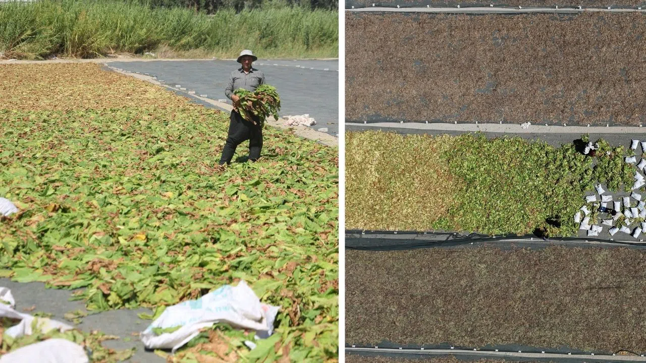 Tütün Arazileri Kurutma Mesaisiyle Renklendi