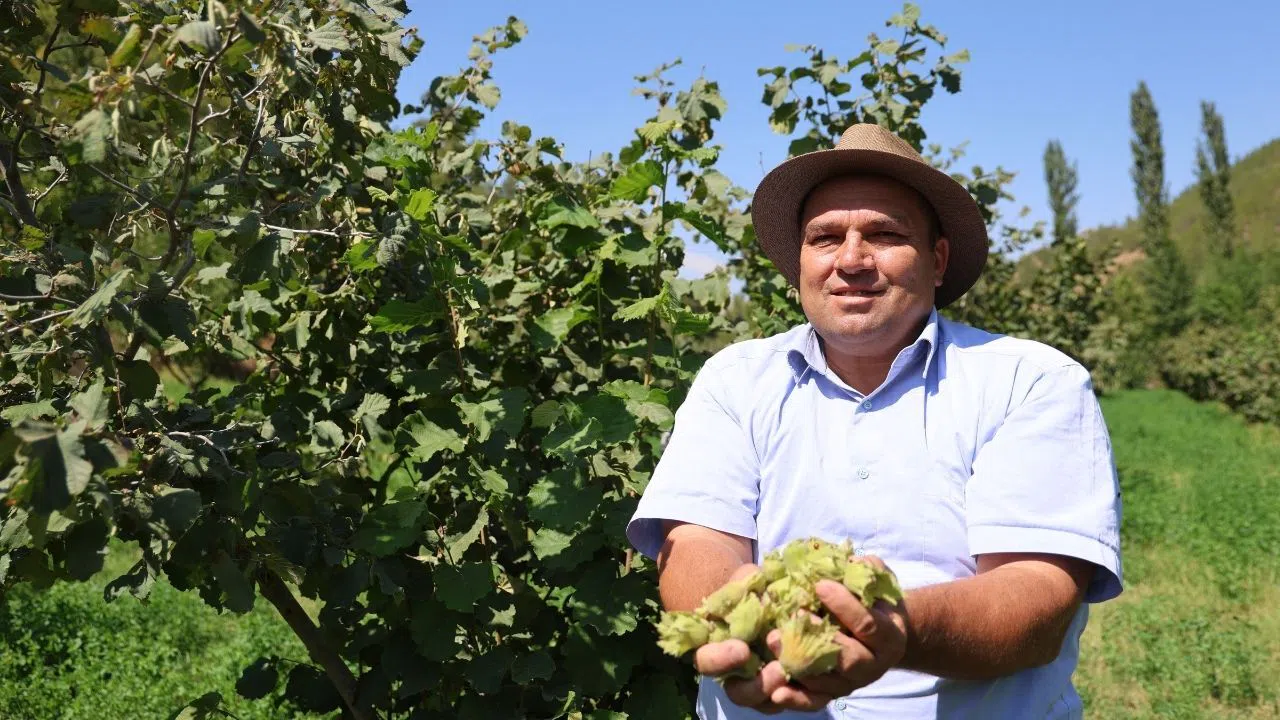 Üretici Karadeniz’den Getirdiği Fındıkları 5 Yıl Sonra Hasat Etti