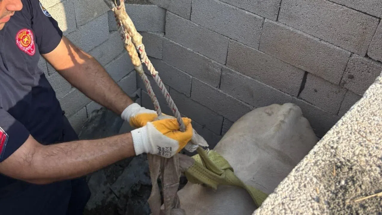 Tuvalet Kuyusuna Düşen Boğa Vinçle Kurtarıldı