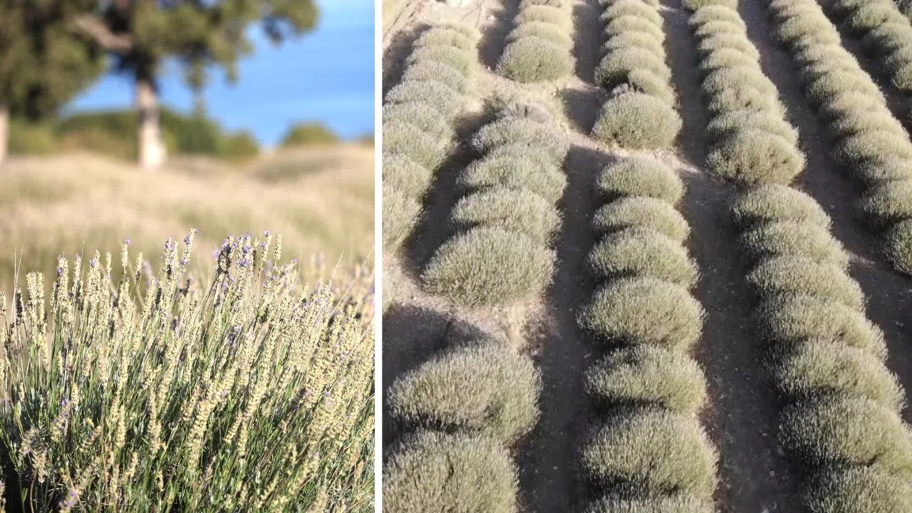 Yağmur Suyuyla Yetişen Lavanta Yurt Dışına Satılıyor