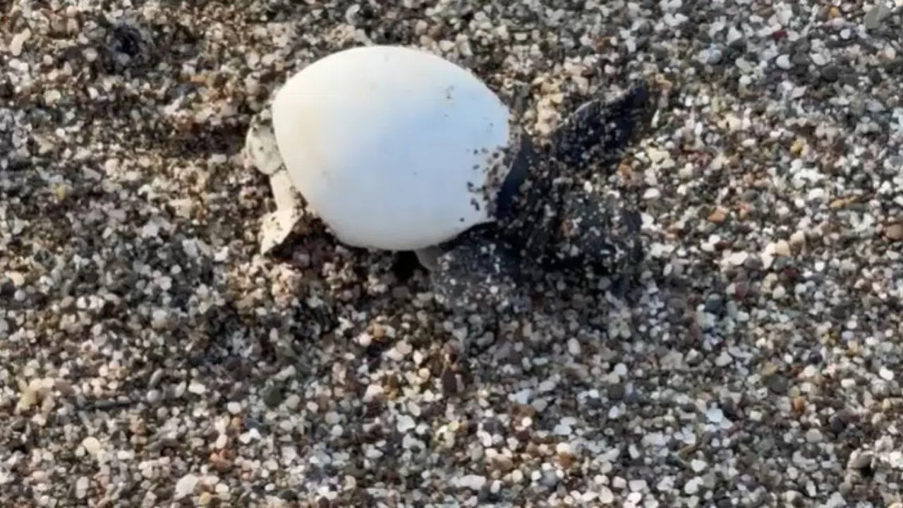 Minik carettalar denizle ilk kez buluştu