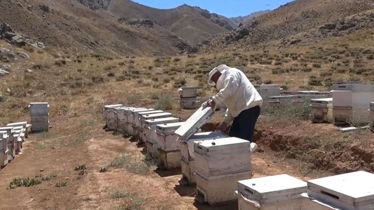 Yaylada Üretilen Bal Kalitesiyle Dikkat Çekiyor