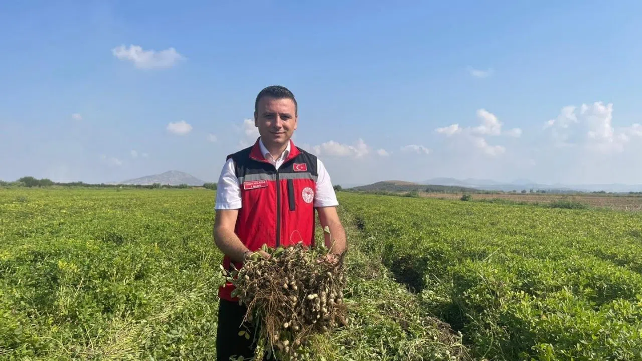 Yer Fıstığında Hem Ekim Alanı Hem de Rekolte Arttı