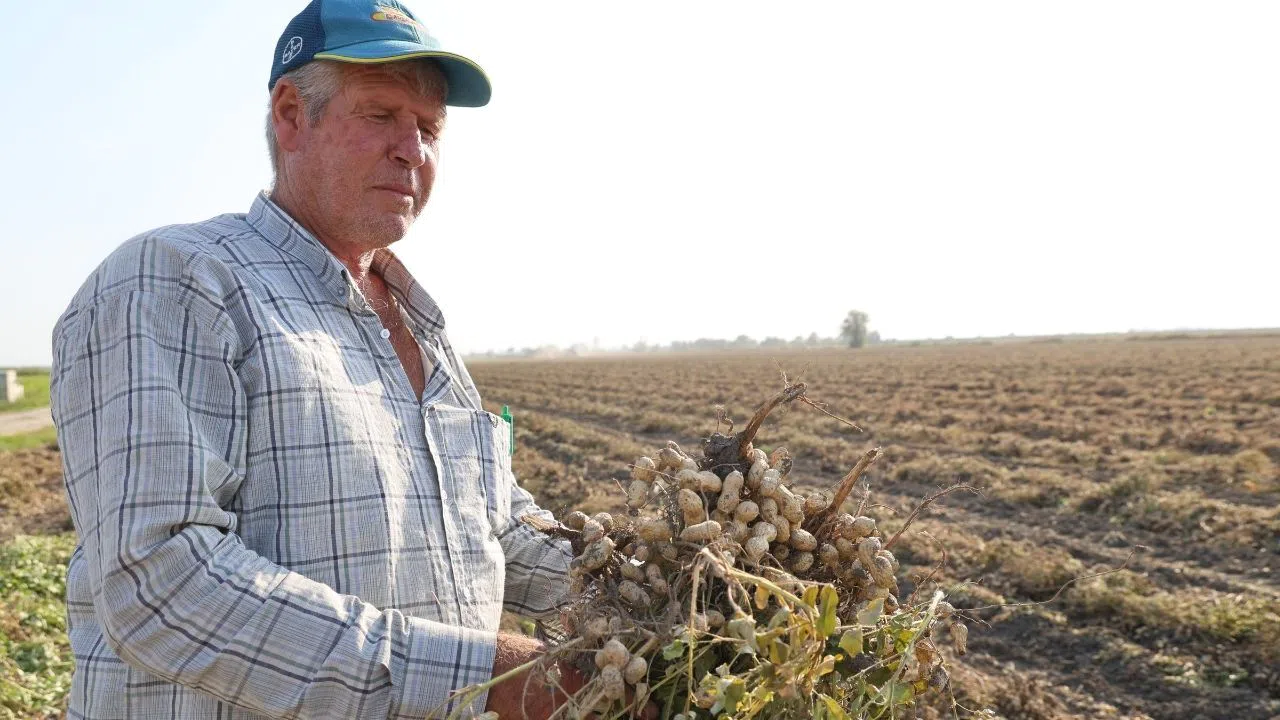 Yer Fıstığında İlk Hasat: Fiyatlar Çiftçinin Yüzünü Güldürdü