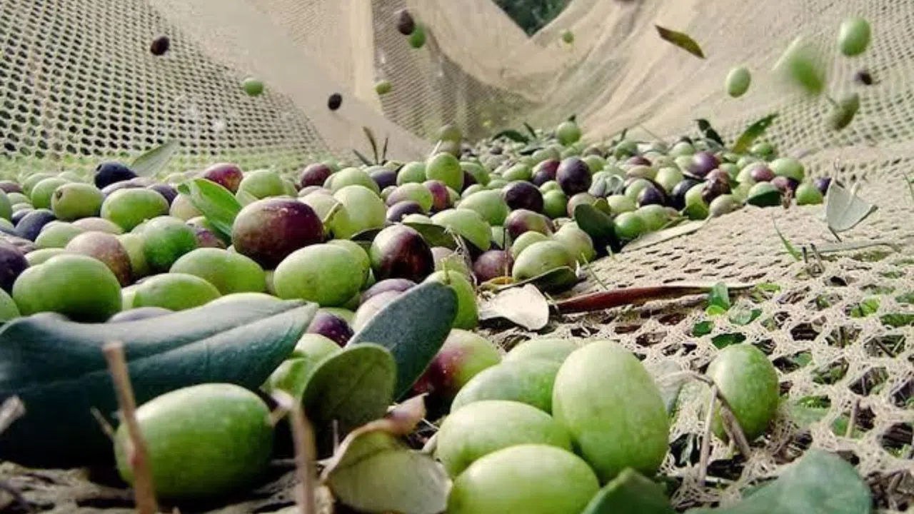 Zeytin Üreticilerine Meyve Dökülmeleri Konusunda Resmî Uyarı