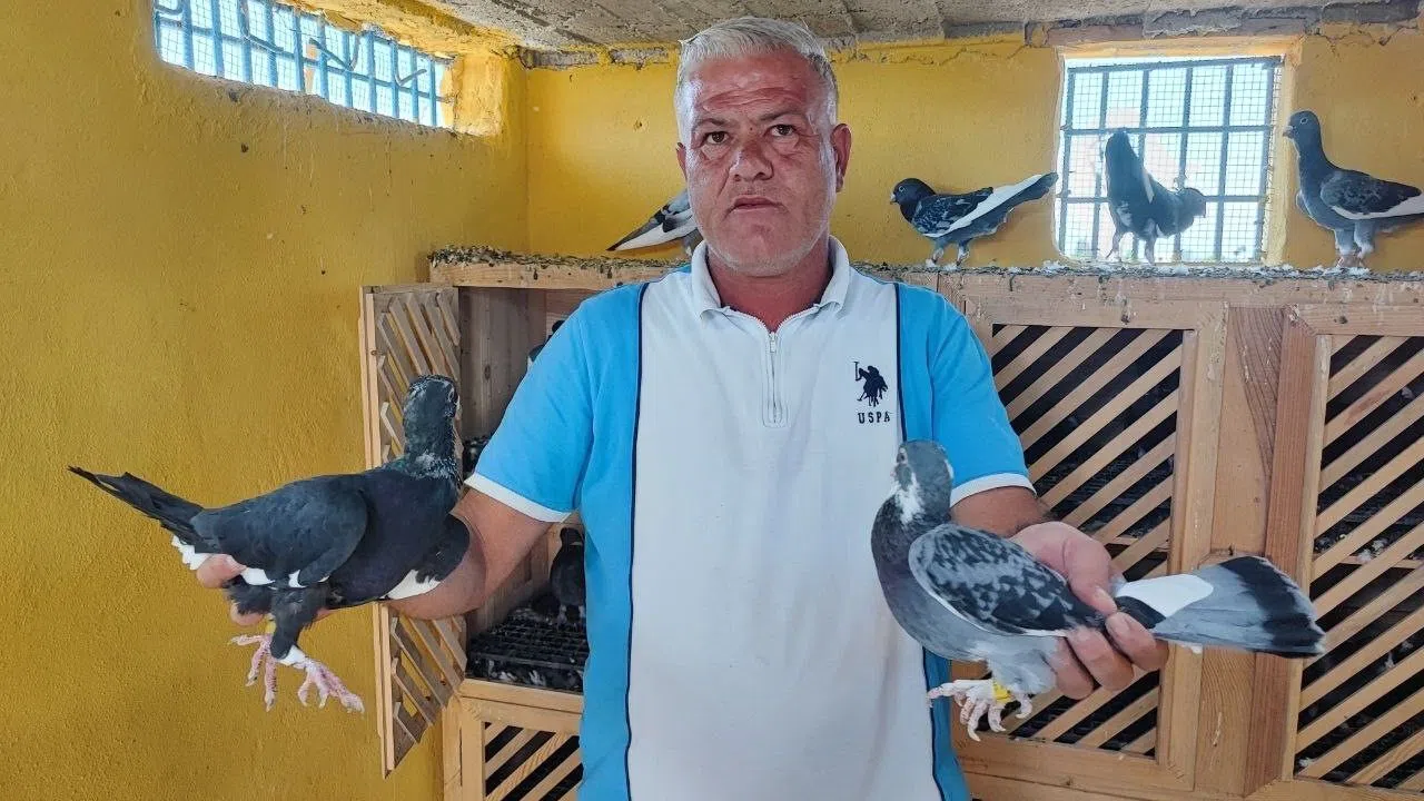 Kayıp Güvercinlerini Bulana 100 Bin Lira Ödül Verecek