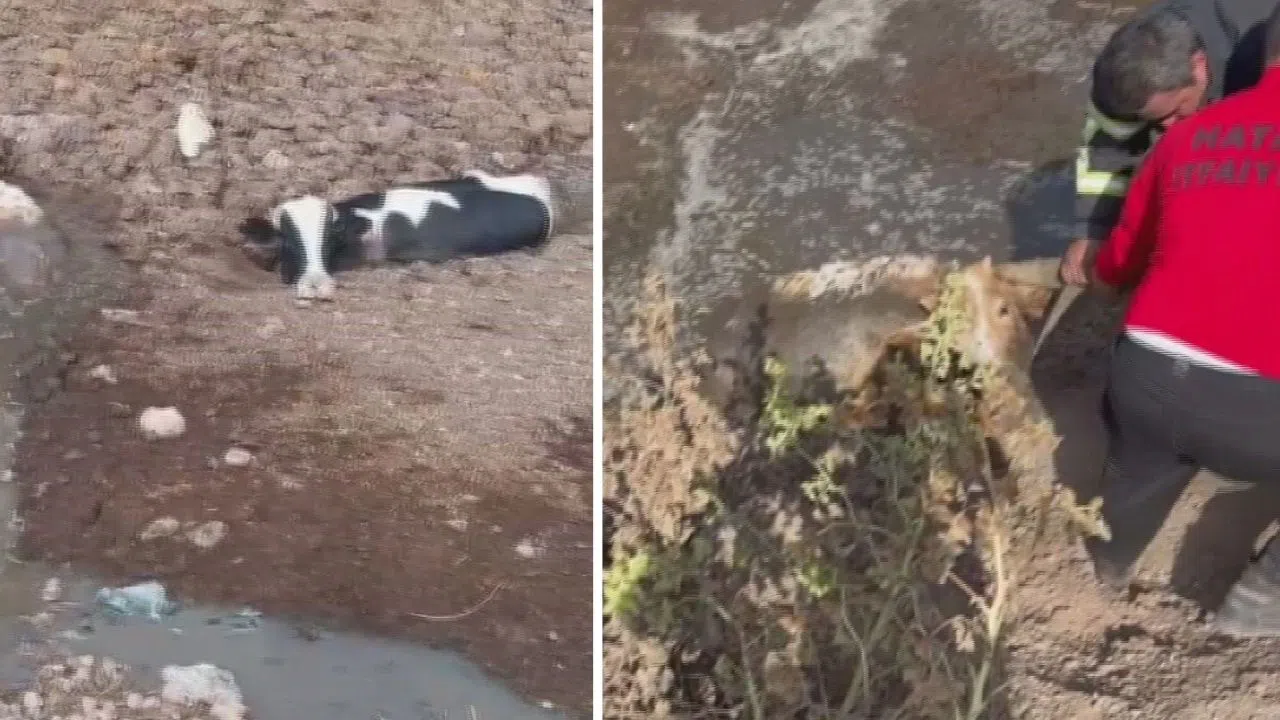 Balçığa Saplanan Üç İnek İtfaiye Ekiplerinin Müdahalesiyle Kurtarıldı