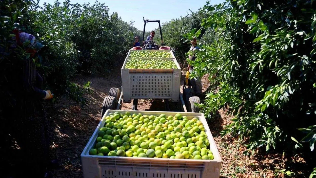Bu Yılın En Ucuz Meyvesi Açıklandı: Fiyatlar Neden Yarı Yarıya Düştü?