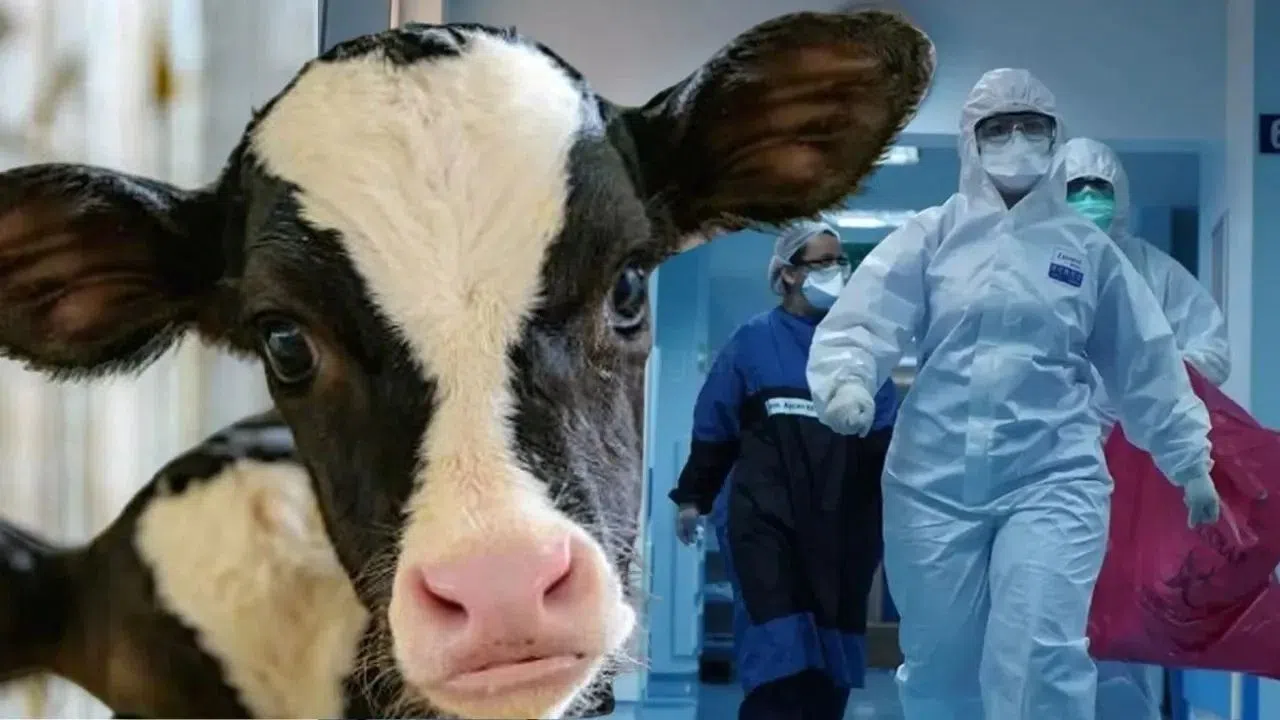 Deli Dana Hastalığı Nasıl Bulaşır? Belirtileri Nelerdir?