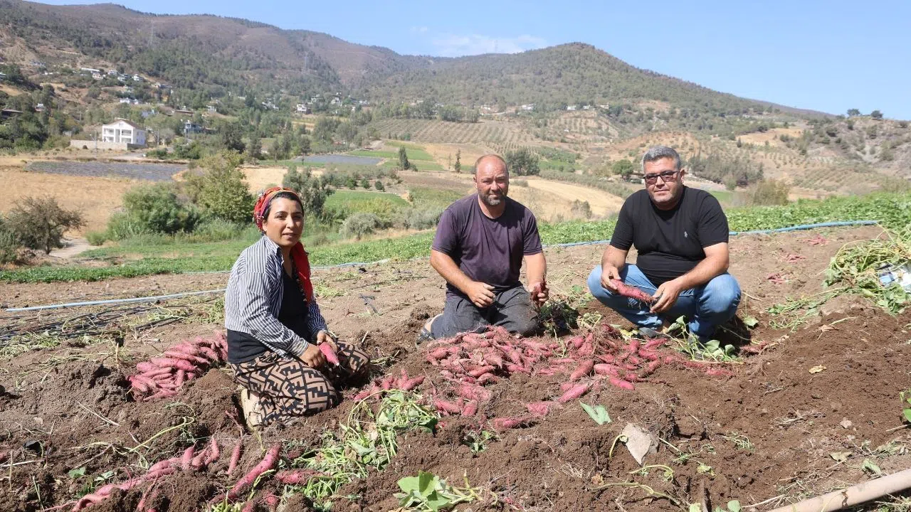 Tarlada Tatlı Patates Bereketi