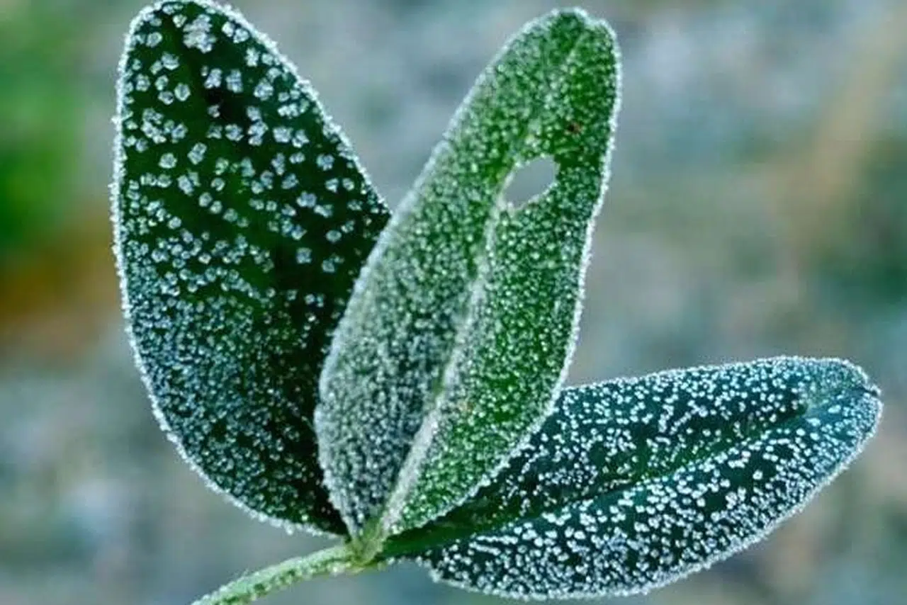 İç Anadolu'nun doğusu için zirai don uyarısı