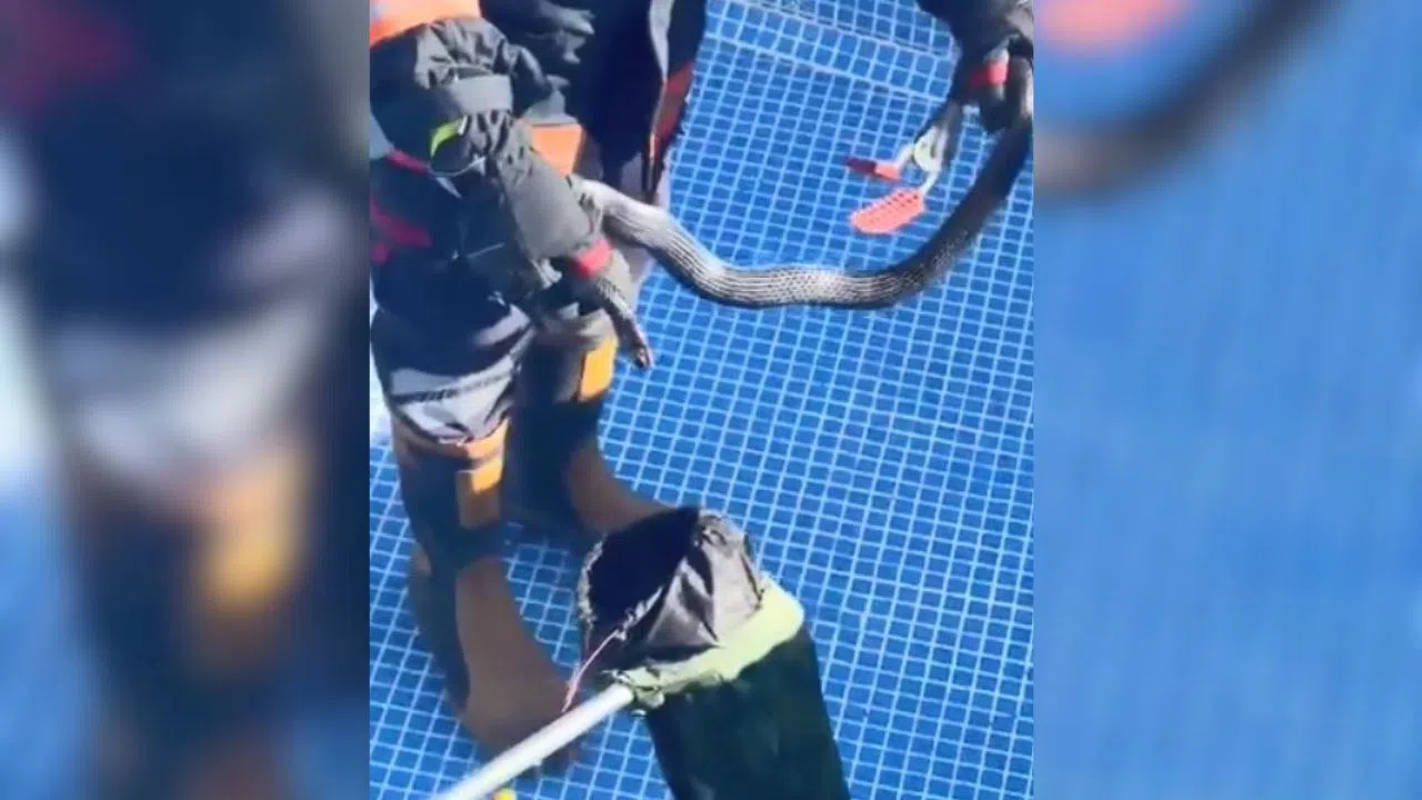 İtfaiye Ekipleri Havuzdaki Yılanı Yakalayarak Doğaya Saldı