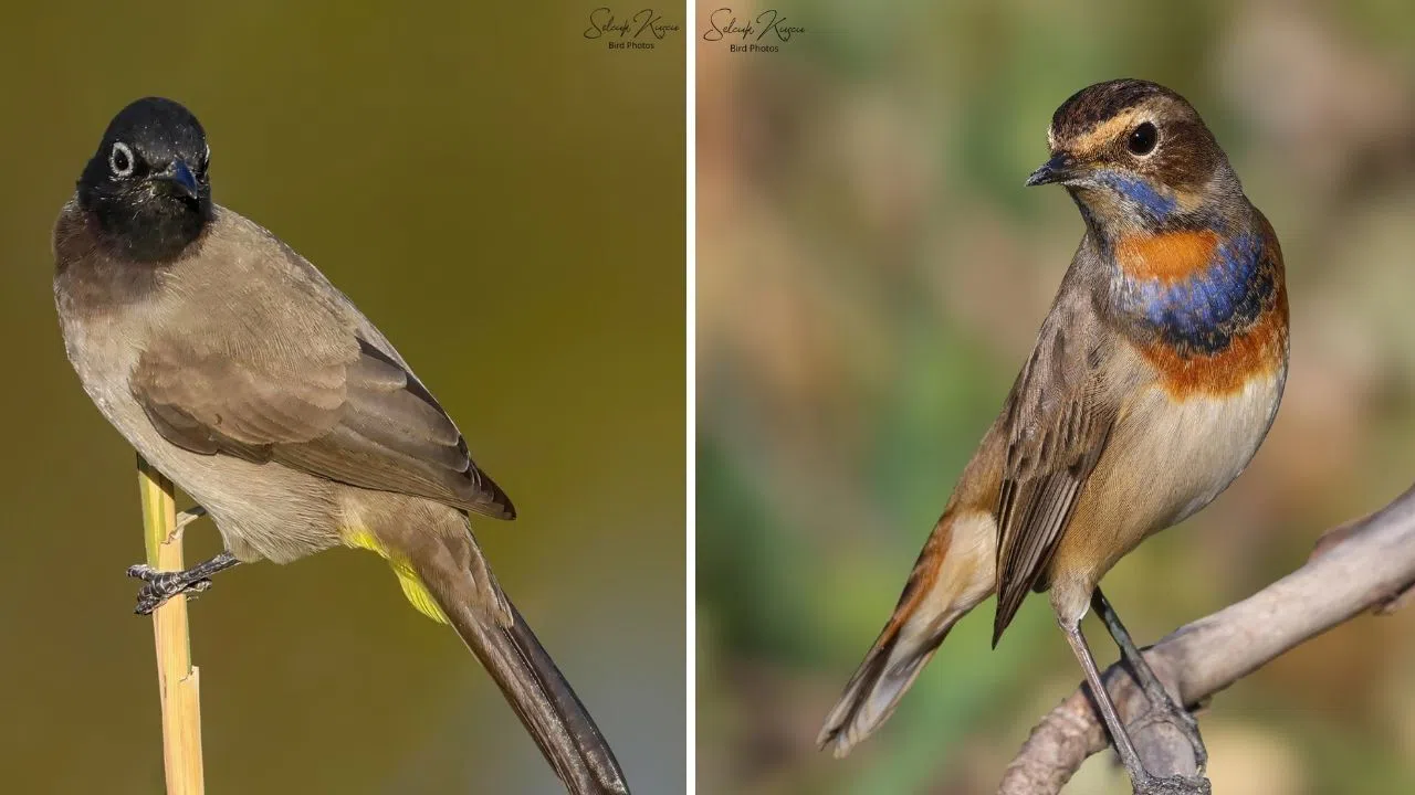 Kahramanmaraş’ın Doğasında Renkli Canlılar Objektife Yansıdı