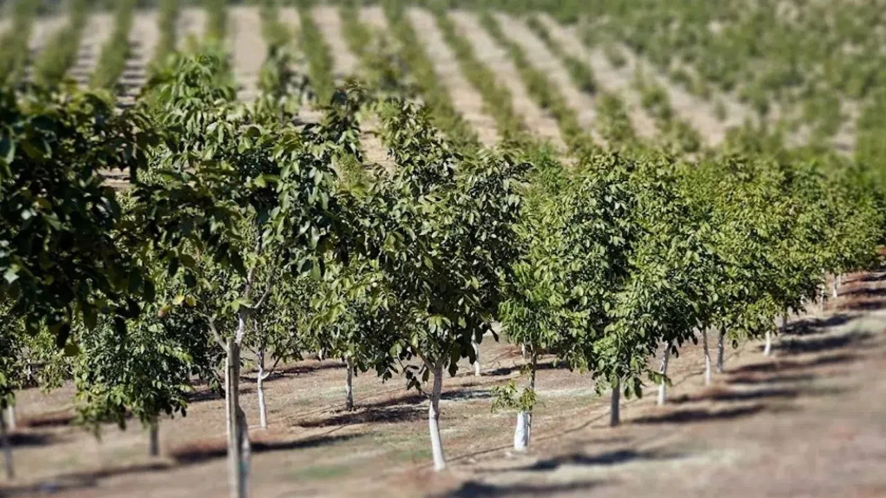 Kahramanmaraş’ta Ceviz ve Elma Ağaçlarıyla Dolu Arazi İcradan Satışta