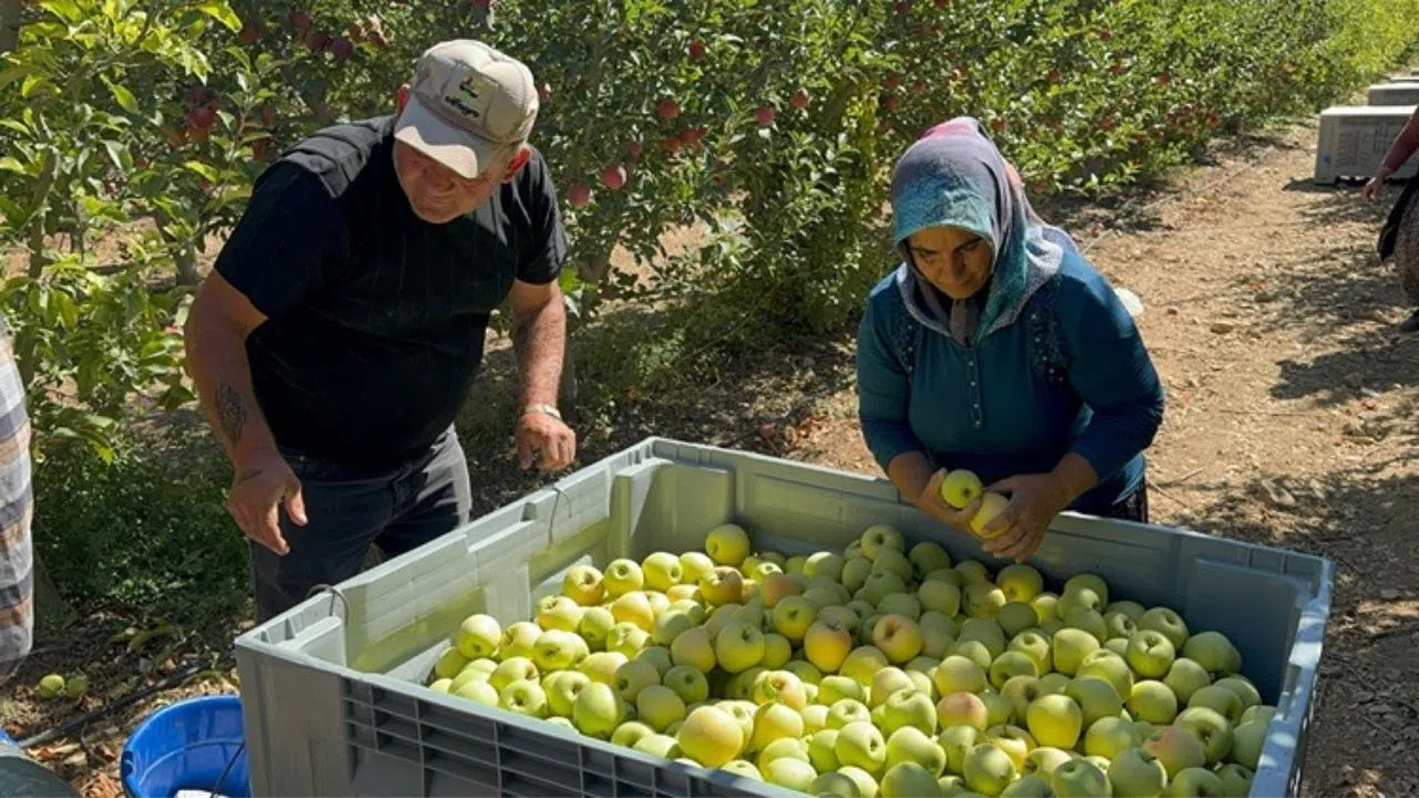 Kahramanmaraş’ta Elma Hasadı Coşkusu Başladı