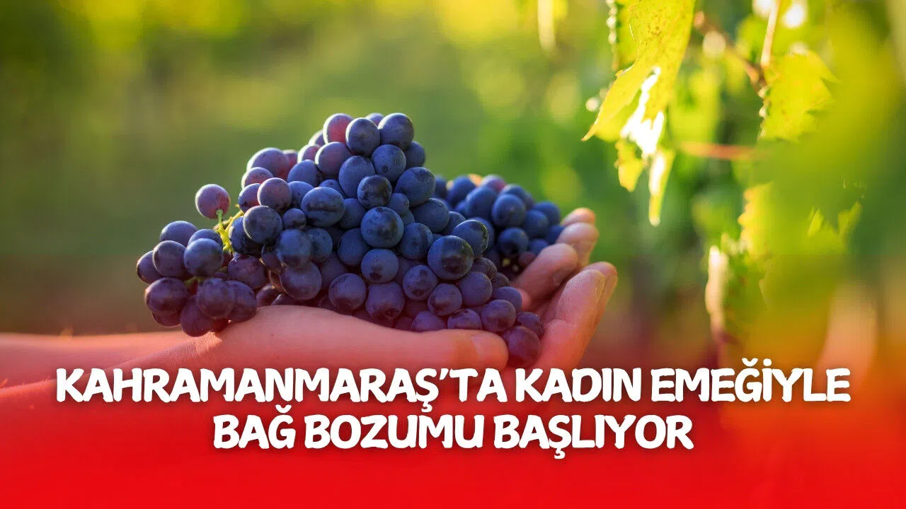 Kahramanmaraş’ta Kadın Emeğiyle Bağ Bozumu Başlıyor