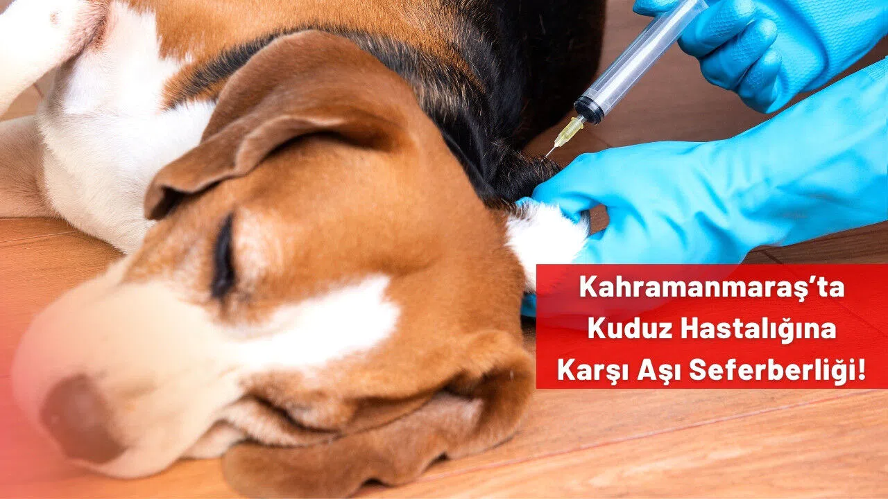 Kahramanmaraş’ta Kuduz Hastalığına Karşı Aşı Seferberliği