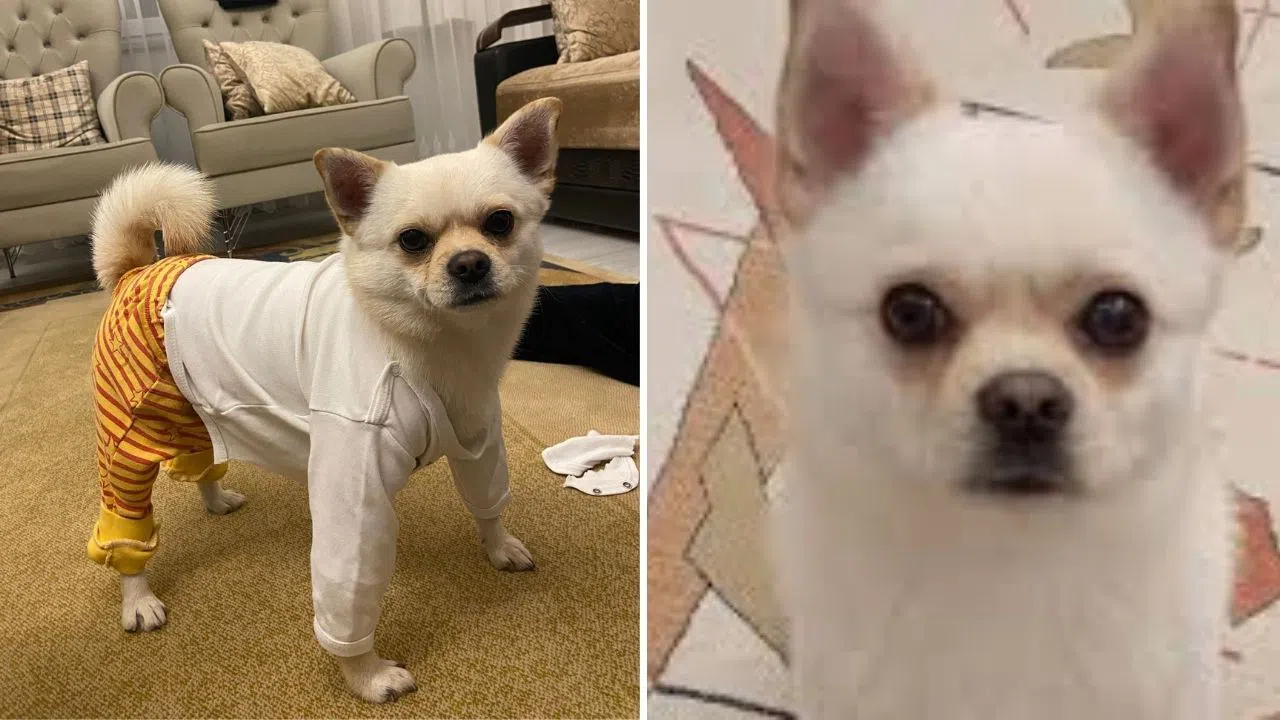 Kahramanmaraş'ta o köpeği bulana 50 bin TL ödül!