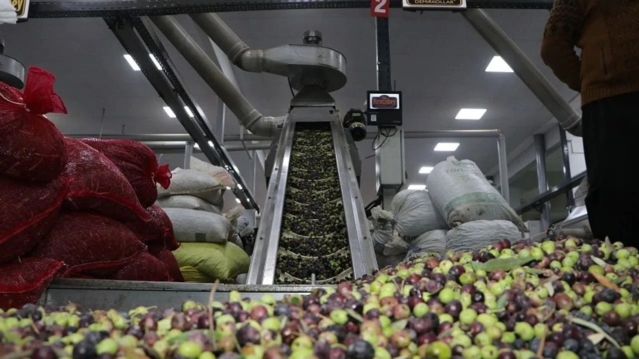 Kahramanmaraş’ta Zeytin Piyasasında Fiyatlar El Yakıyor