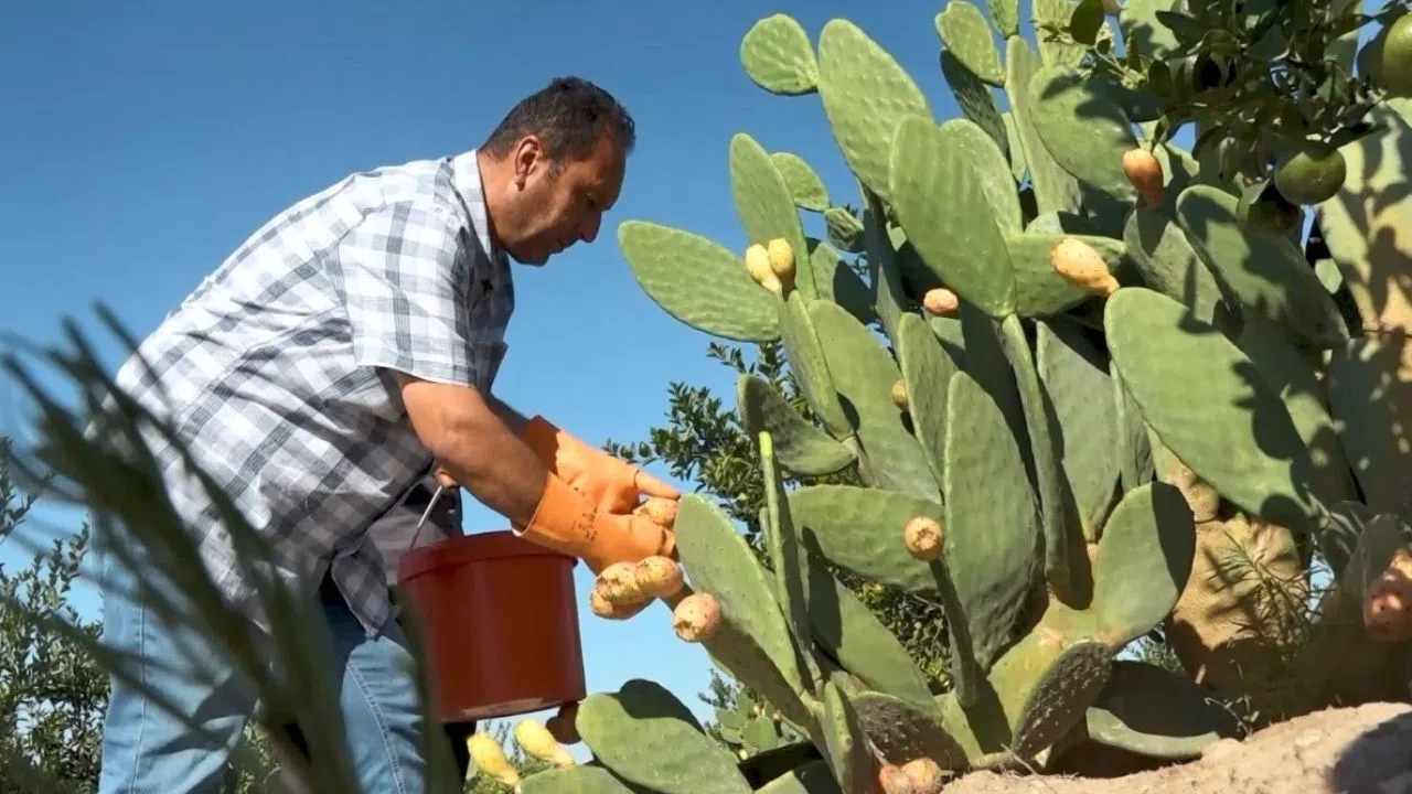 Kuraklığa Çare Ürün Dikenli İncir
