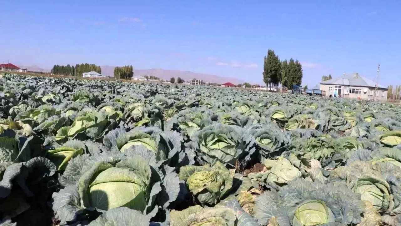 Lahana Hasadı Bereketli Başladı, Üreticilerin Yüzü Gülüyor