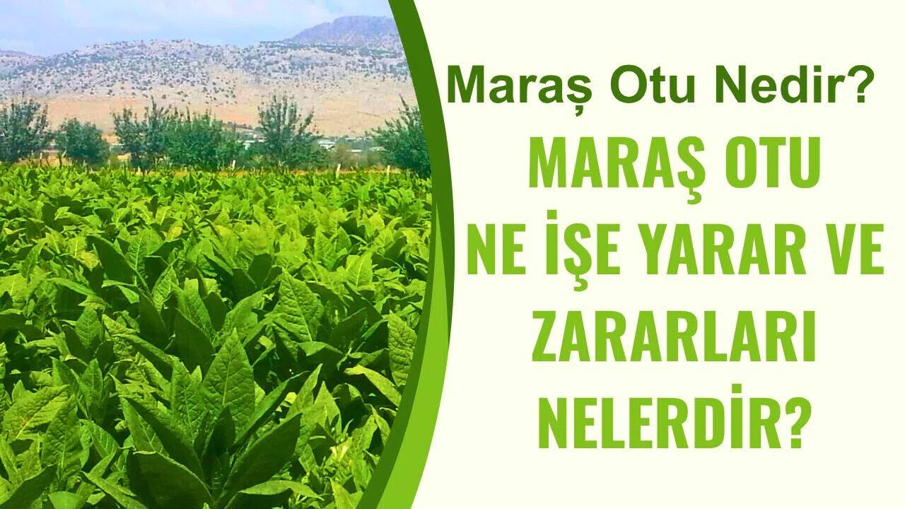 Maraş otu nedir? Maraş otu ne işe yarar ve zararları nelerdir?