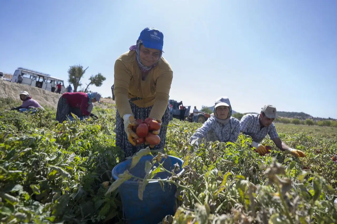 Mersin'de yüzde 70 hibeli domates fidesi desteği
