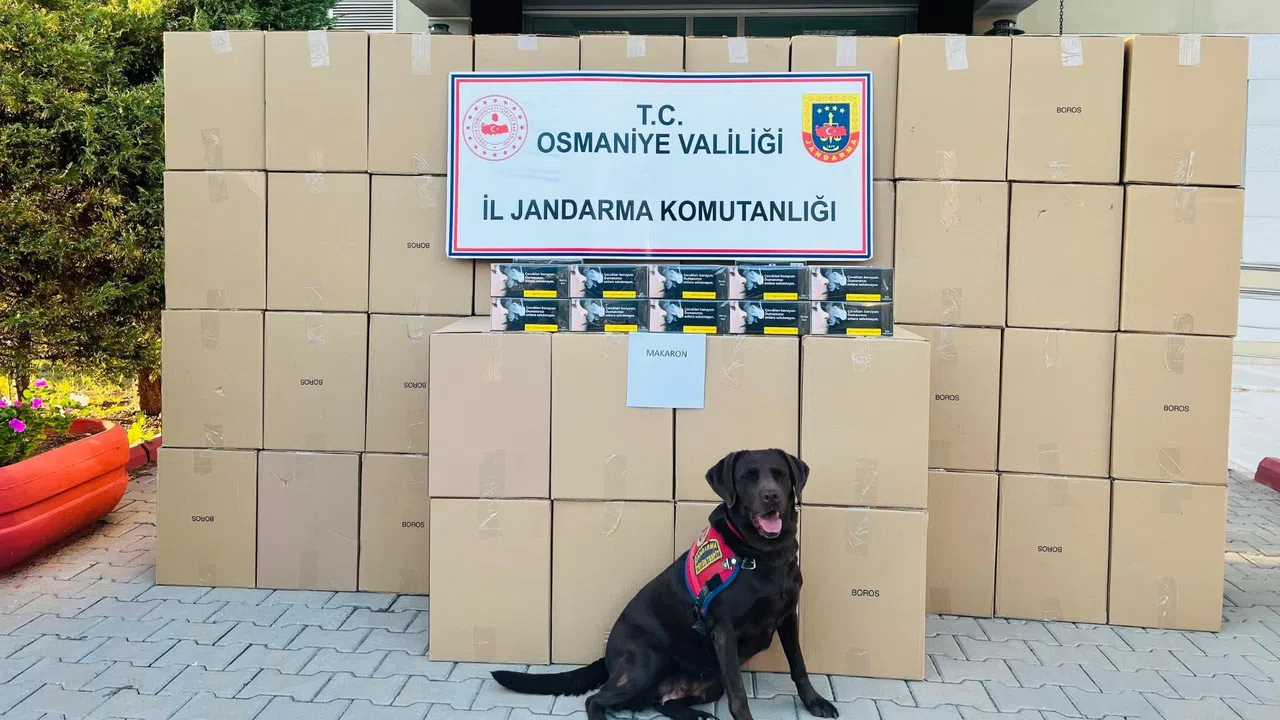 Piyasa Değeri Yüzbinlerce Liralık Makaron Ele Geçirildi