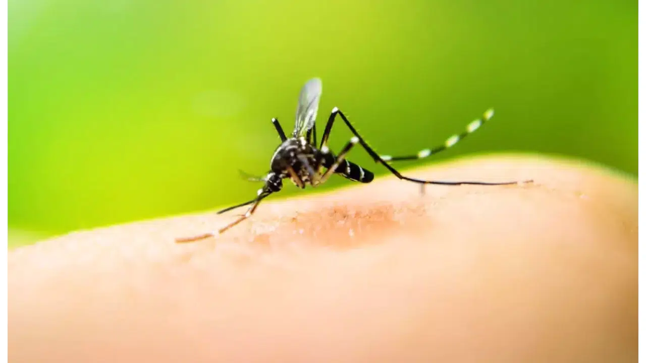 İzlanda’nın Sessiz Düşmanı Görüldü!