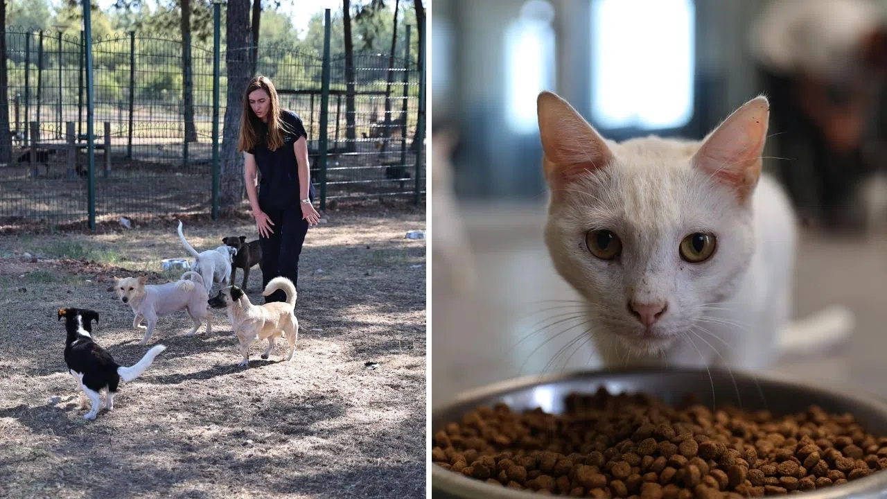Sokak Hayvanlarına 7/24 Umut: Bakımevinde Binlerce Can Tedavi Edildi