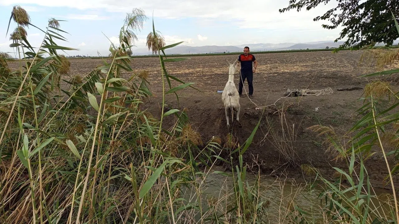 Sulama kanalına düşen eşek itfaiye ekipleri tarafından çıkarıldı