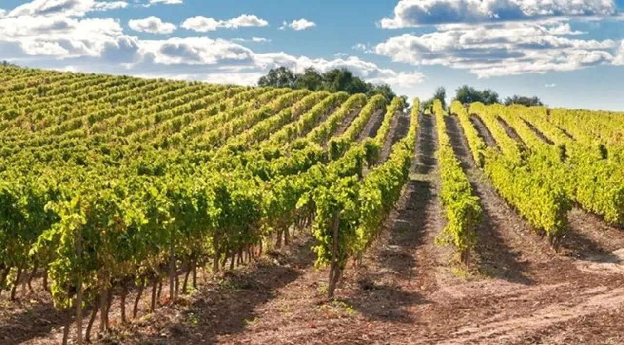 Kahramanmaraş'ta bağ satılacak: Mahkeme kısa süre bu rakama verecek