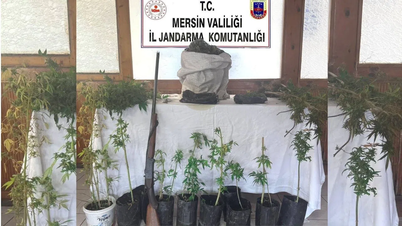 Yasadışı Kenevir Operasyonunda 1 Kişi Tutuklandı