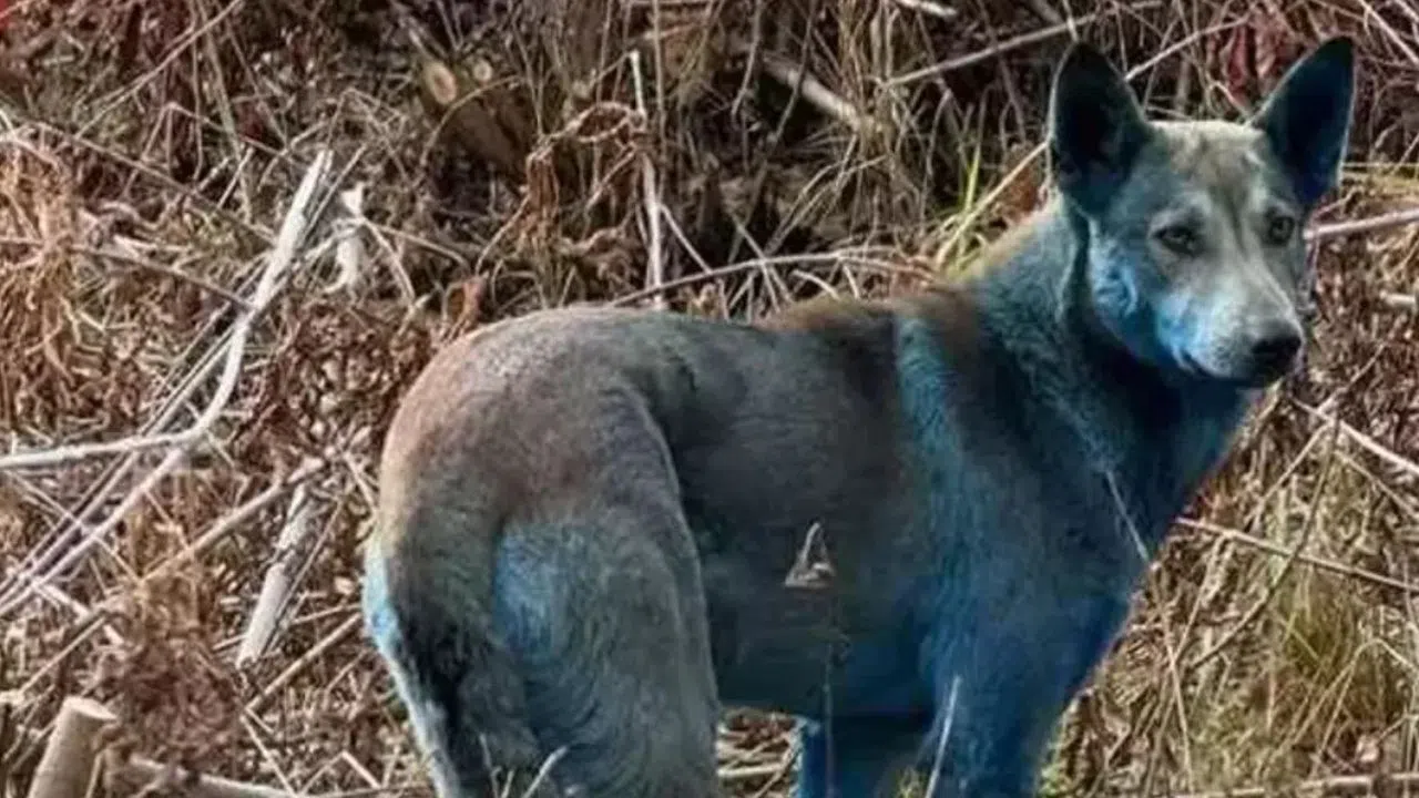 Yeni Çernobil Vakası:Köpekler Mavi Renge Döndü