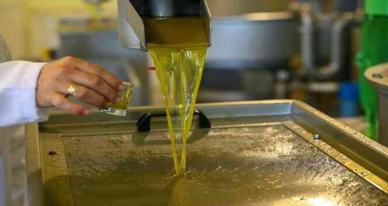 Kahramanmaraş'ta Zeytinyağı Fiyatları Rekor Kırdı