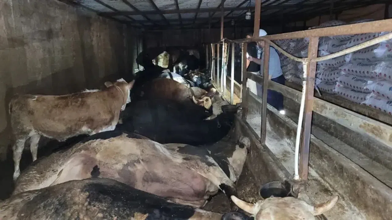 Kahramanmaraş'ta 6 Büyükbaş Hayvan Yangında Can Verdi