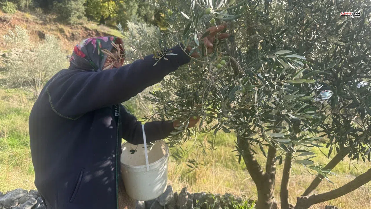 88 yaşındaki Emine nine zeytin hasadında