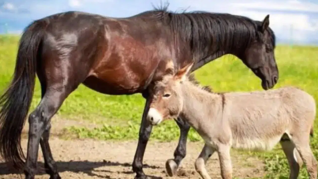 Tarım Bakanlığı O Markalarda Sucuğunda At Eşek Eti Tespit Etti Bunca Zaman Kandırılmışız!