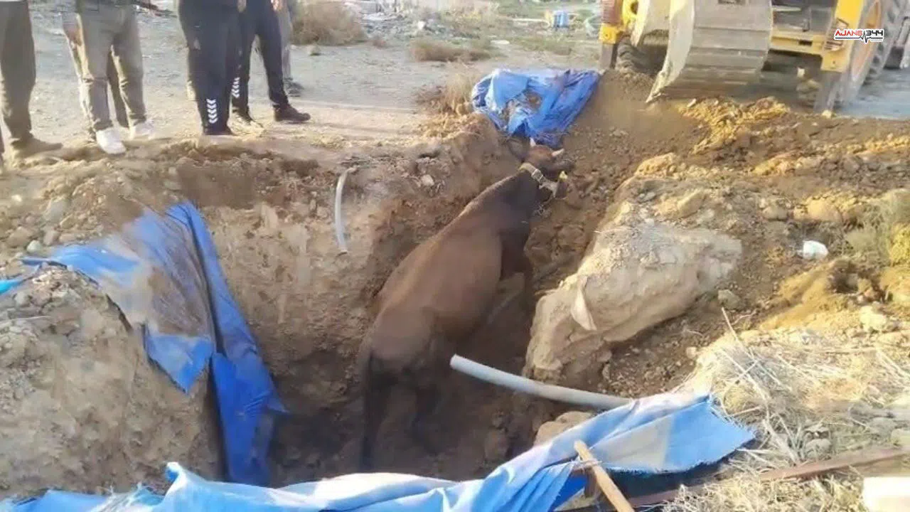 Çukura Düşen Büyükbaş Hayvan Kurtarıldı