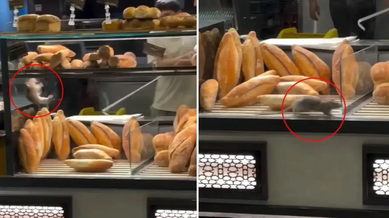 Ekmek Fırınında Mide Bulandıran Görüntü