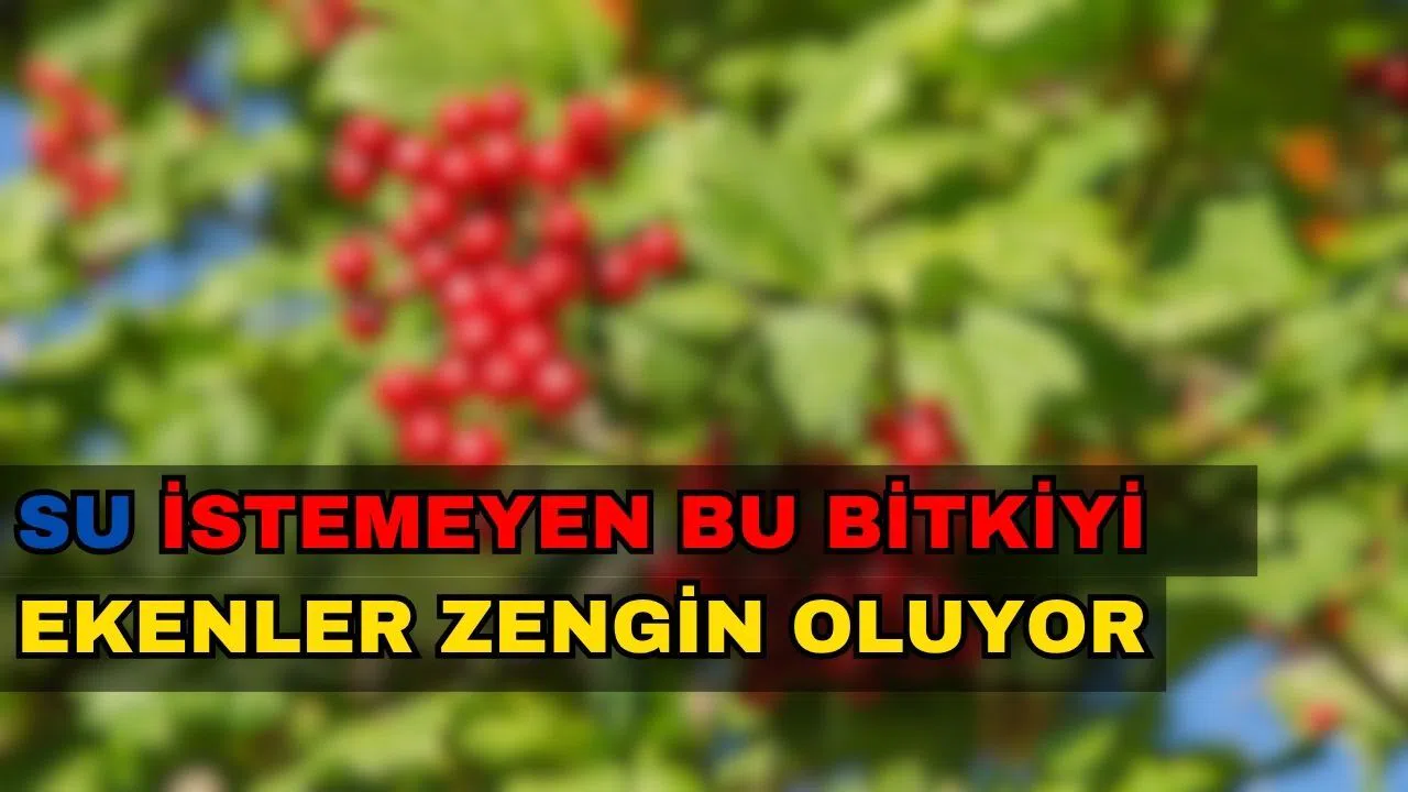 Su İstemeyen Bu Bitkiyi Ekenler Zengin Oluyor