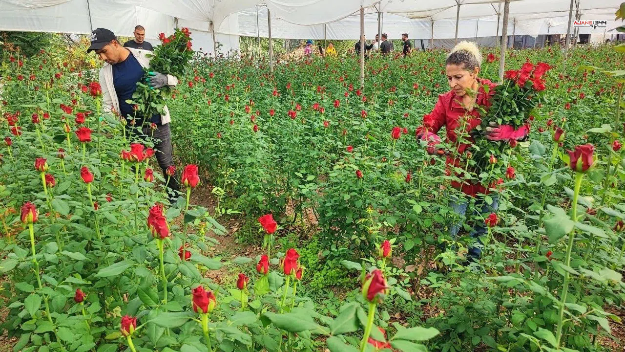 Seralarda Gül Hasadı Başladı, Üretici Aracıdan Şikâyetçi