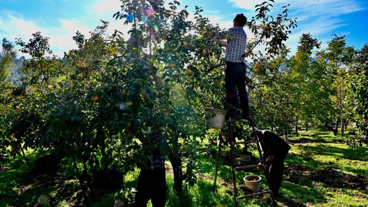 Türkoğlu'nda Trabzon Hurması Sezonu Açıldı