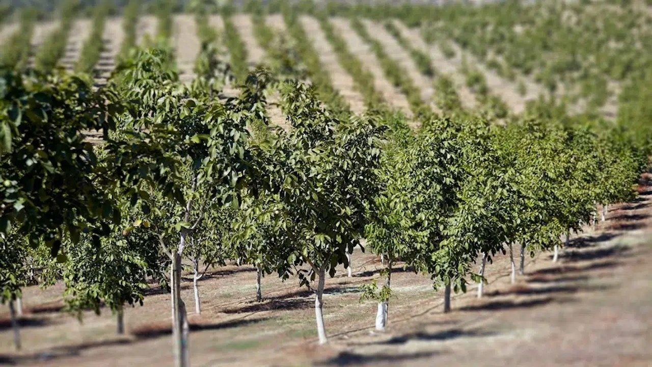 Kahramanmaraş'ta Bunu Yapan Çok Kazanıyor: Küçük Tarlalar Büyük Gelir Sağlıyor!