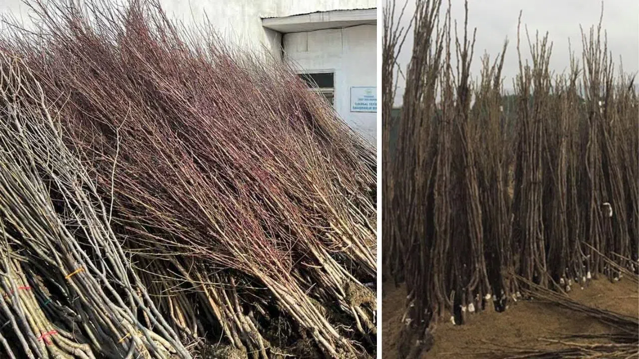 Kahramanmaraş'ta Hibeli Ceviz ve Badem Fidanı Başvuruları Başladı